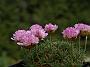 Armeria juniperifolia4